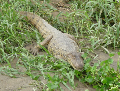 crocodile témoignage étudiant Brésil